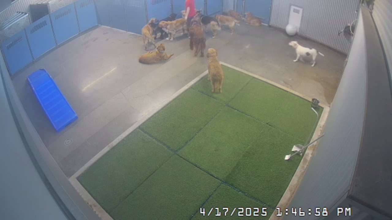 Live Web Cams Dog Care Services